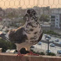 یک عدد قاره نر