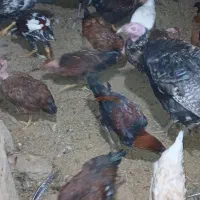 جوجه خروس و بوقلمون