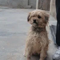 واگذاری سگ|سگ|اسفرورین, |دیوار