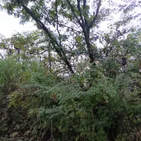 پایه چوبی فنس اقاقیا و جنگلی