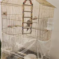 عروس هلندی سخن گو|پرنده|تربتحیدریه, بوستان باغ ملی|دیوار