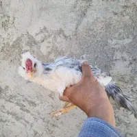 انواع جوجه خروس گلین|حیوانات مزرعه|شهرکرد, |دیوار