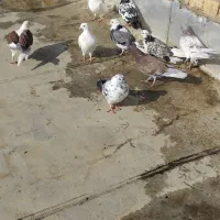 کبوتر|پرنده|کاشان, خرمدشت|دیوار