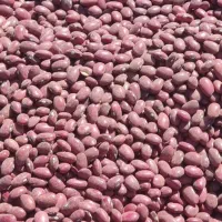 فروش لوبیا قرمز یاقوطی درجه یک کشت امسال|خوردنی و آشامیدنی|دهگلان, |دیوار