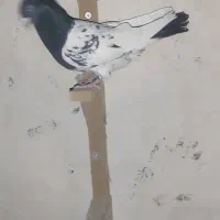 کبوتر کله سیاه|پرنده|مرودشت, ژیان|دیوار