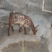 کهرنرنقشی|حیوانات مزرعه|بندرعباس, |دیوار