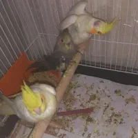 عروس هلندی رنگ خاص بالغ و جوجه عروس