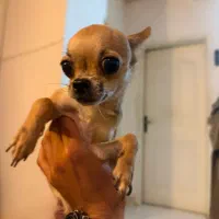سگ شیواوا اپل هد شجره دار