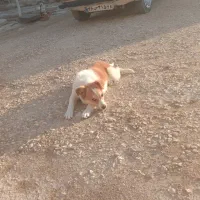 سگ پاکوتاه