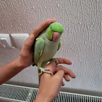 طوطی ملنگو دستی|پرنده|شاهین‌شهر, نسیم ۵|دیوار