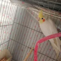 عروس هلندی|پرنده|خمینی‌شهر, |دیوار