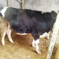گوساله ماده