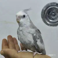 عروس هلندی|پرنده|شیراز, شاپورجان|دیوار