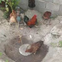 مرغ وخروس