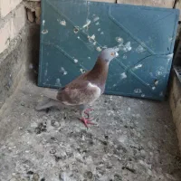 کفتر پرشی وجفتگاه
