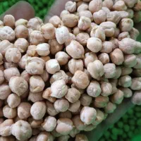 نخوددرشت نخودفلافلی نخود دامی نخود شکسته