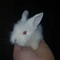 خرگوش