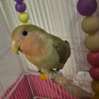 جوجه طوطی برزیلی کوتوله سخنگو ۸۰۰ تومان