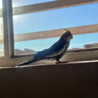 عروس هلندی سخنگو|پرنده|بافت, |دیوار