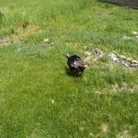 بوغلمون نر به فروش میرسد