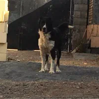 قدرجونی|سگ|اصفهان, درب کوشک|دیوار