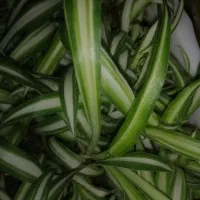 فروش انواع گل اپارتمانی و باغچه ای|گل و گیاه طبیعی|بروجرد, |دیوار