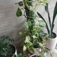 گل طبیعی زیبا و شاداب