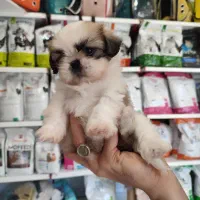 گربه پرشین اسکاتیش شیتزو|گربه|تبریز, |دیوار