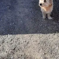 سگ گم شده|حیوانات|نجفآباد, ویلاشهر|دیوار