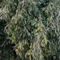 احداث و مدیریت باغ و زمین زراعی با ۳۵ سال تجربه