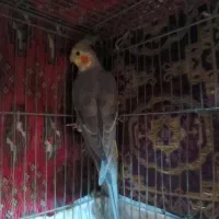 عروس هلنی نر|پرنده|تهران, زرگنده|دیوار