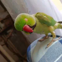 طوطی ملنگو سخنگو