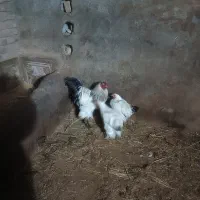 مرغ وخروس|حیوانات مزرعه|مرند, |دیوار