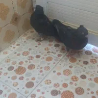 کفتر خوب قیمت خوب|پرنده|کوهدشت, |دیوار