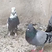 کفتر