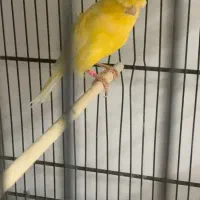 قناری ماده جفتی سهره