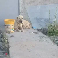 سگ سرابی