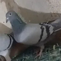 دوتا کفتر جوجه قره مینا سیاه و سبز ماده|پرنده|تربت‌حیدریه, ترمینال|دیوار