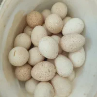 جوجه کشی تخم نطفه دارهست