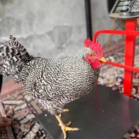 خروس محلی و‌آمروک