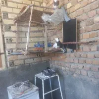 کفتر طوقی