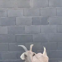 بزعاله فروش