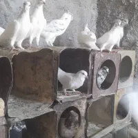 کله برنجی کاکل ومعمولا همه باهم به فروش می‌رسند