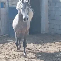 اسب نریان کرد