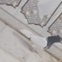 کله اهوازی 40 سانتی عتیقه|پرنده|اهواز, فتح|دیوار