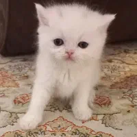 واگذاری بچه گربه پرشین