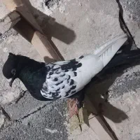 کبوتر|پرنده|مرودشت, ولایت|دیوار