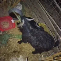 گوسفند|حیوانات مزرعه|ایرانشهر, |دیوار