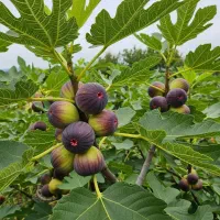 نهال انجیر استهبان، مخصوص مناطق گرم و خشک