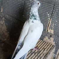 کبوتر پرشی دمگیر تهرونی جوجه کاشونی غریب|پرنده|اصفهان, ارزنان|دیوار